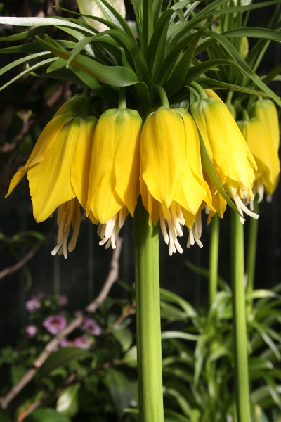 Linz (Bot. Garten)_9655.jpg